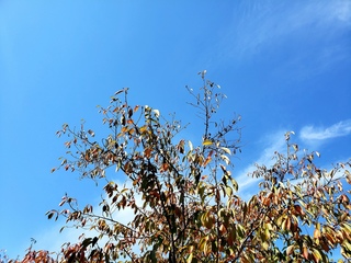 20211108秋の空.jpg