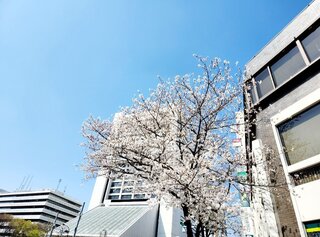 BLOG20250405桜咲く.jpg